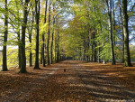 Mosbeekweg